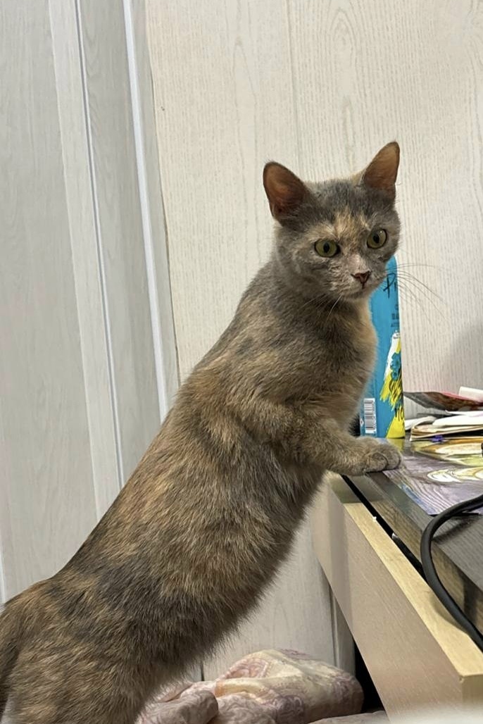 Пропала кошка в Электростали — фото объявления