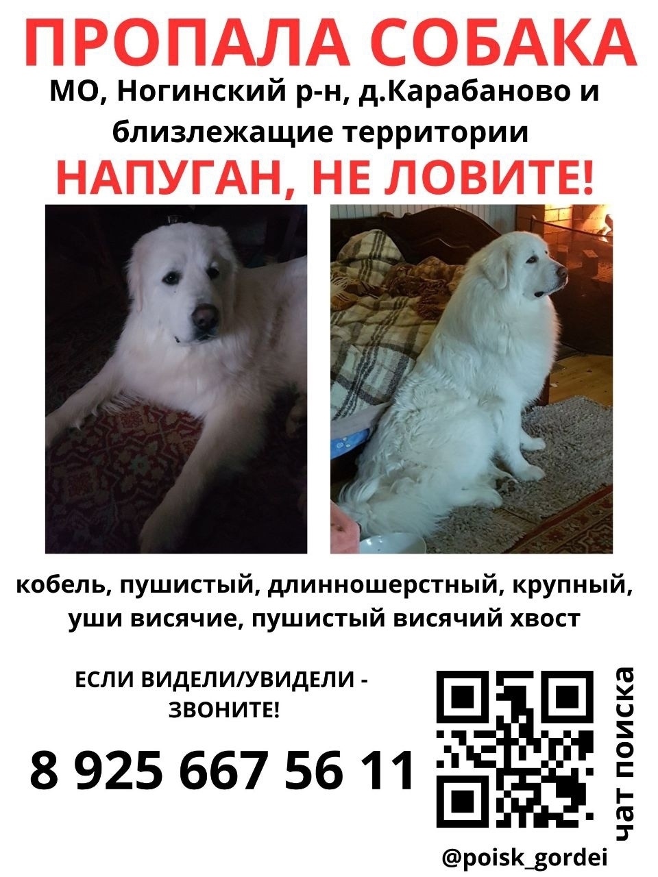 Пропала собака в Электростали — фото объявления