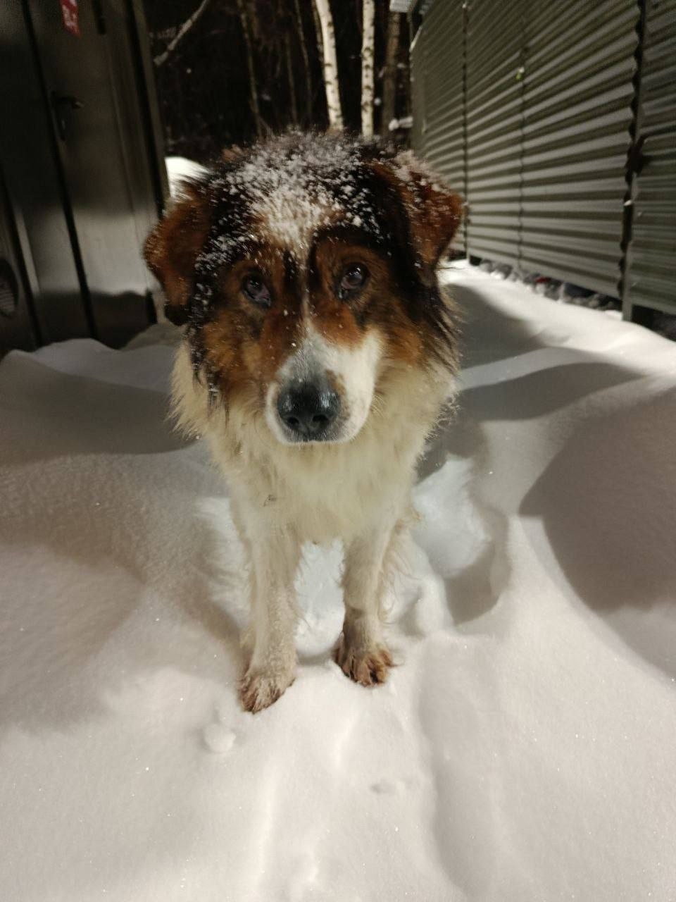 Найдена собака в Электростали — фото объявления