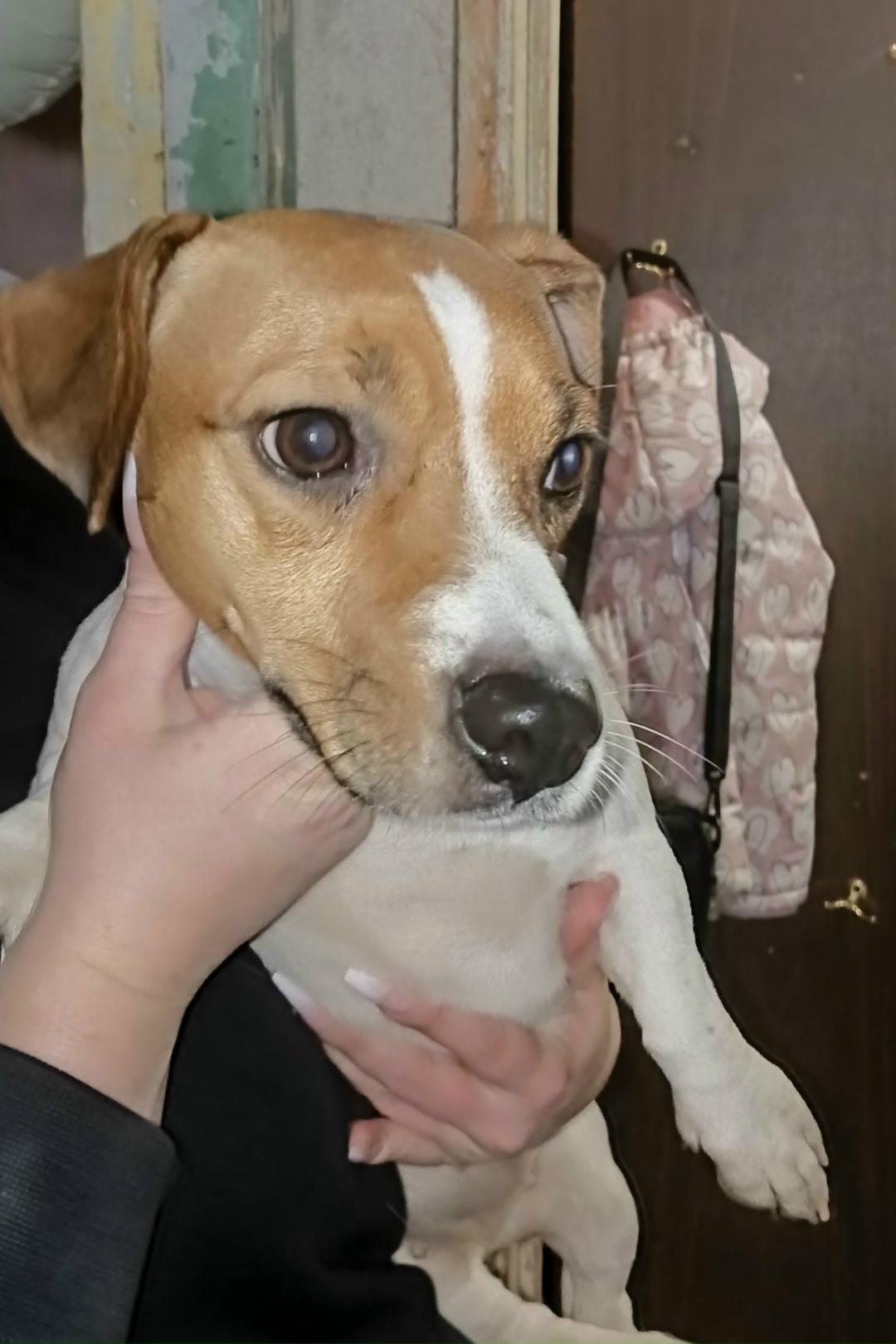 Найдена собака в Электростали — фото объявления