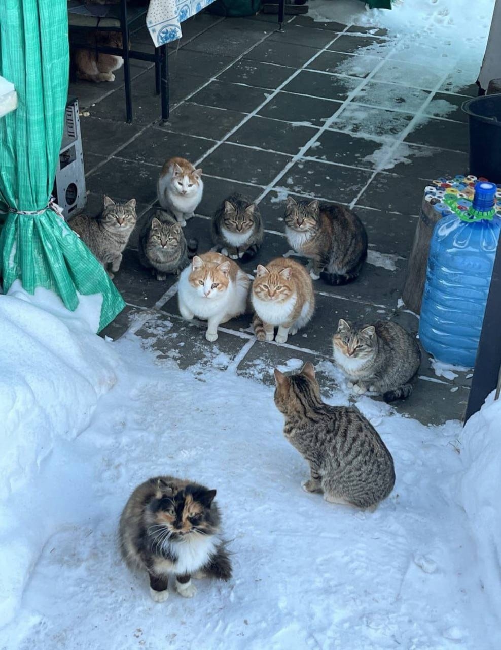 Пропала кошка в Электростали — фото объявления