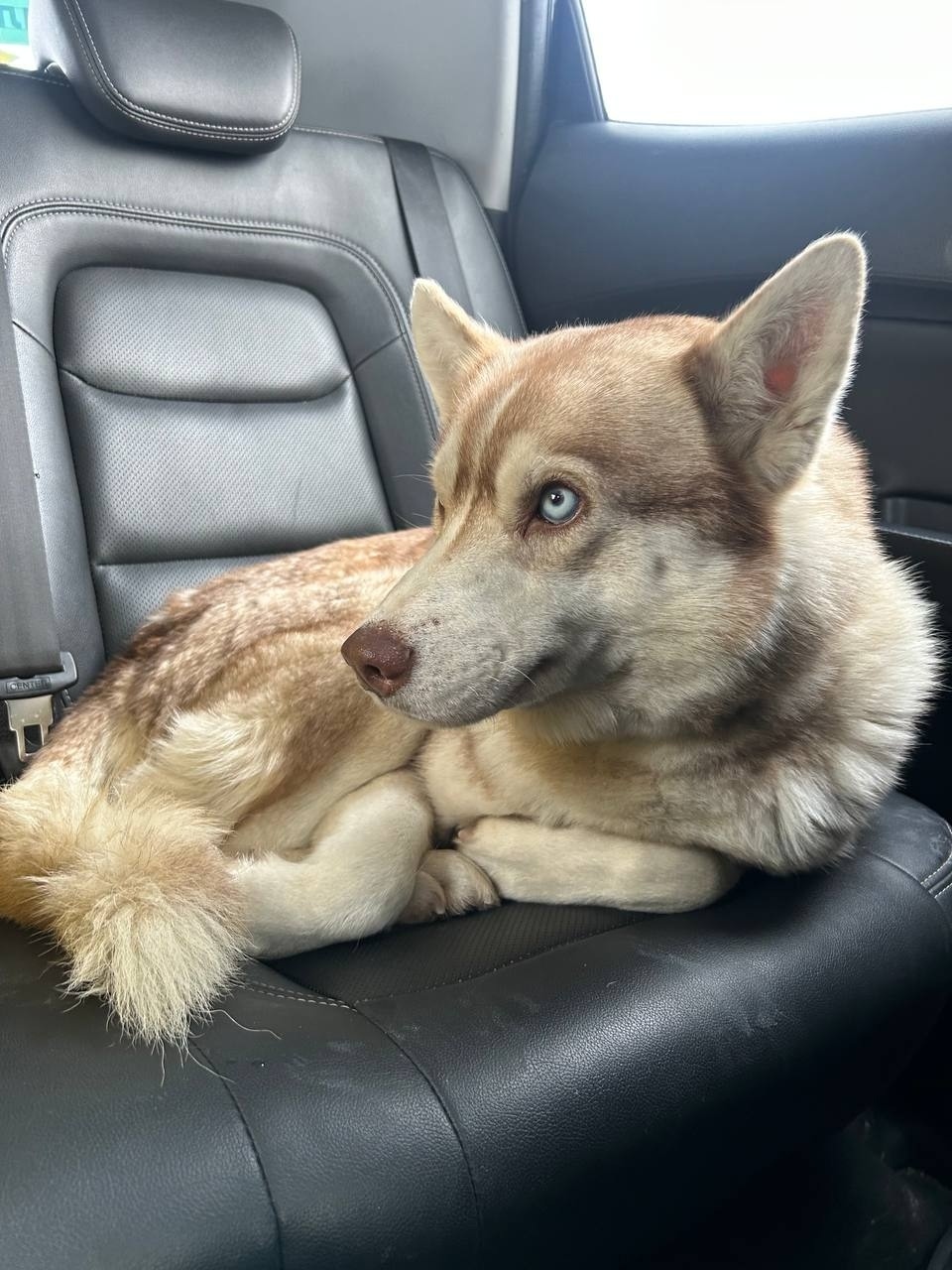 Найдена собака в Электростали — фото объявления