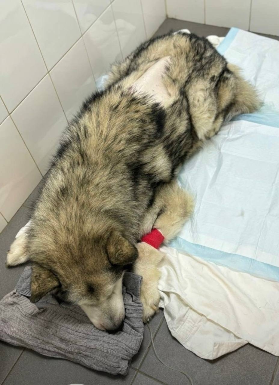 Найдена собака в Электростали — фото объявления