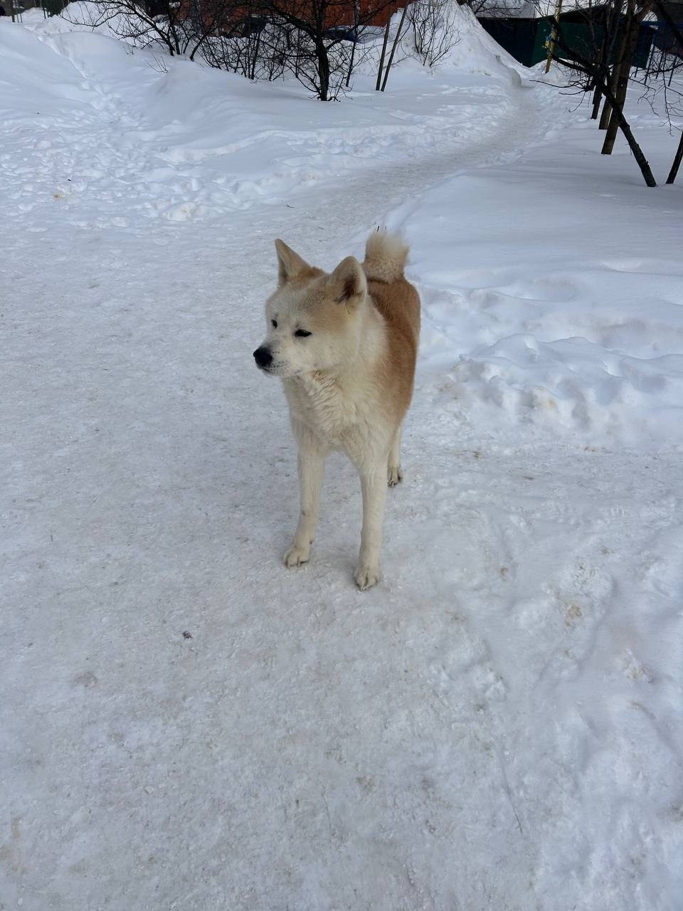 Найдена собака в Электростали — фото объявления