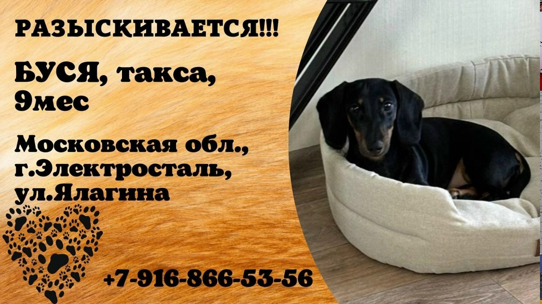 Пропала собака в Электростали — фото объявления