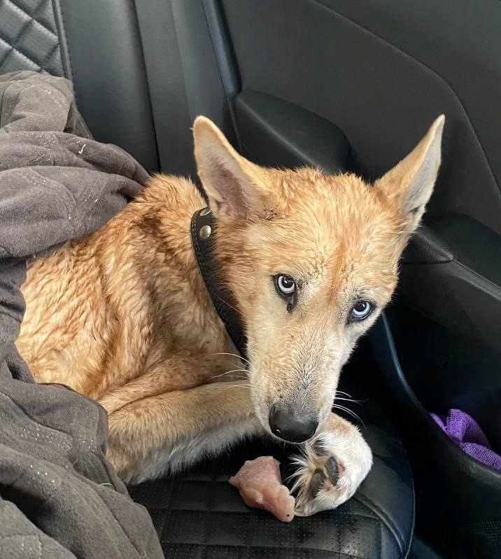 Найдена собака в Электростали — фото объявления