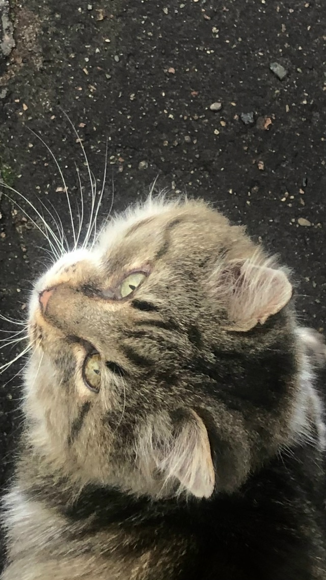 Найдена кошка в Электростали — фото объявления