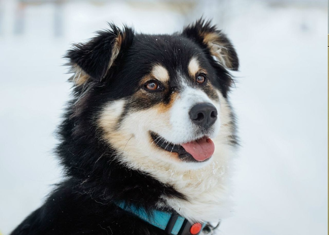 Найдена собака в Электростали — фото объявления