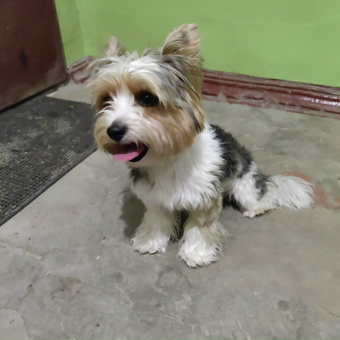 Найдена собака в Электростали — фото объявления