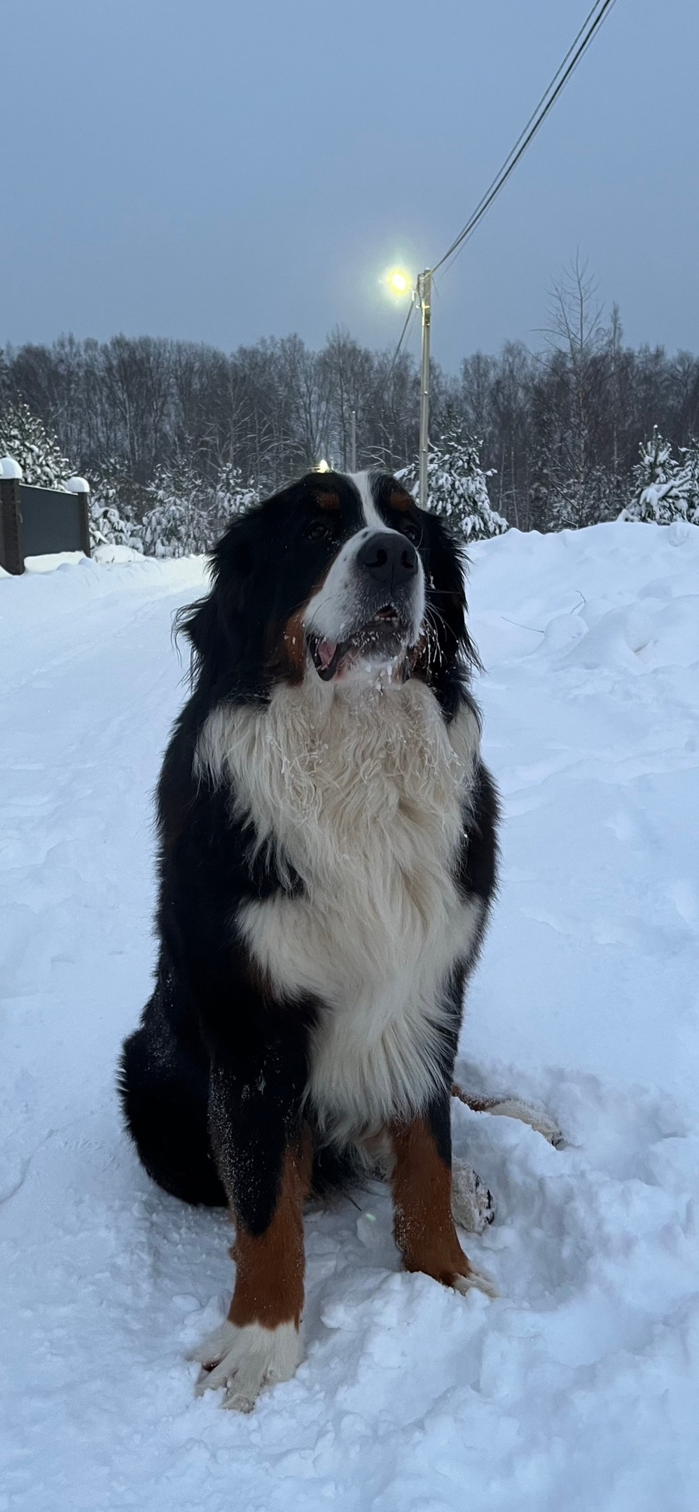 Пропала собака в Электростали — фото объявления