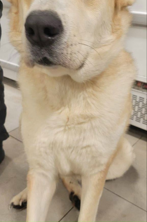 Найдена собака в Электростали — фото объявления