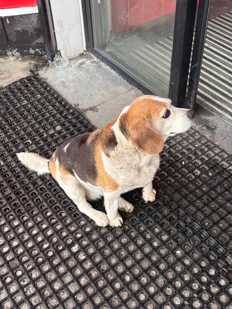Пропала собака в Электростали — фото объявления