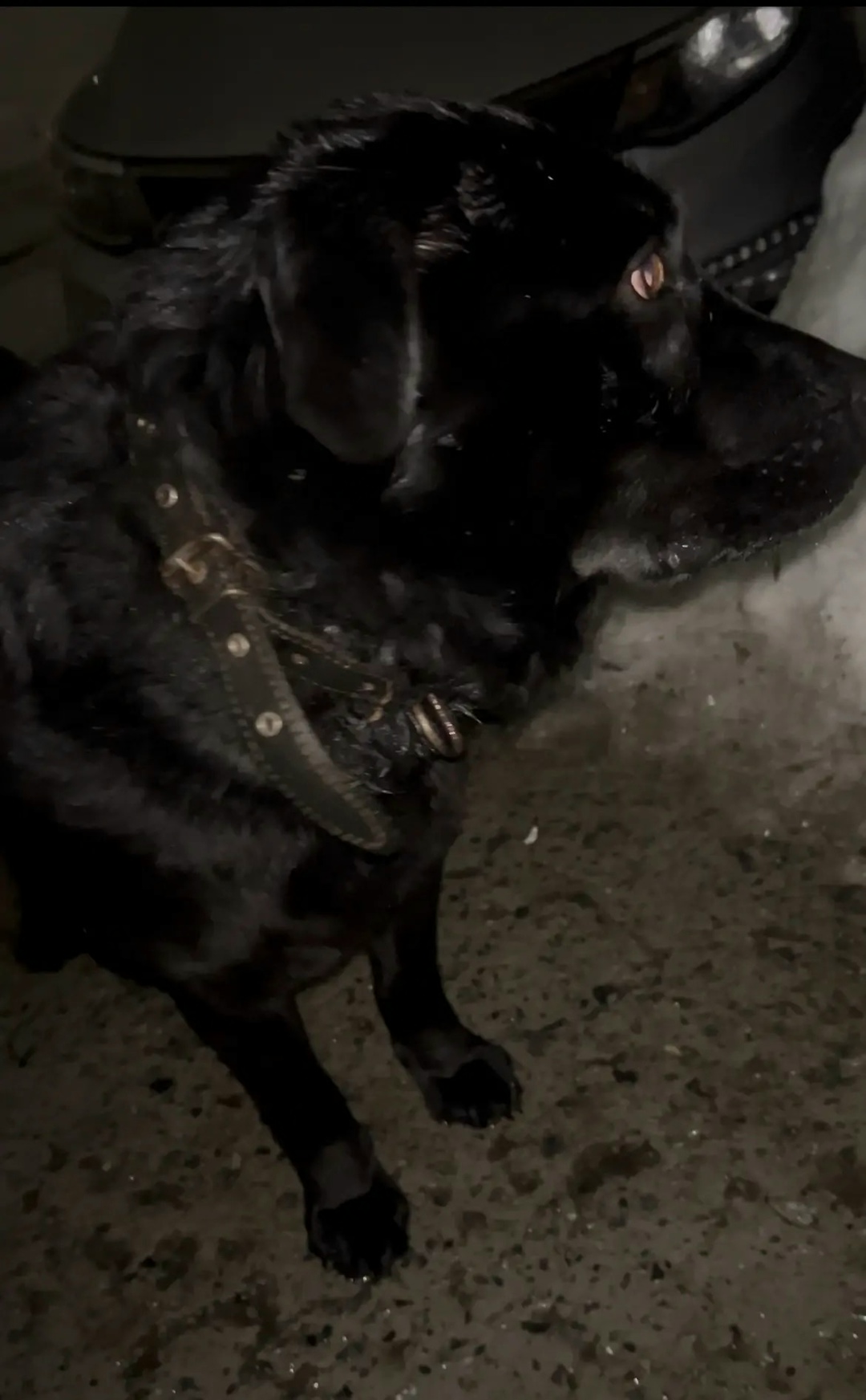 Найдена собака в Электростали — фото объявления