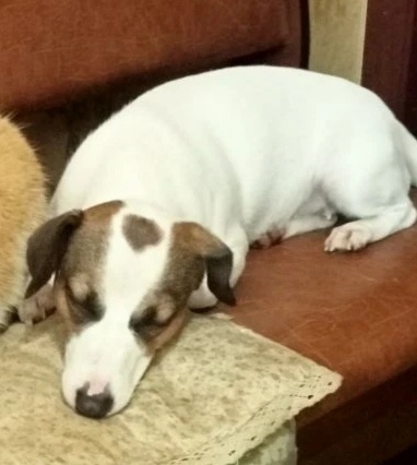 Пропала собака в Электростали — фото объявления