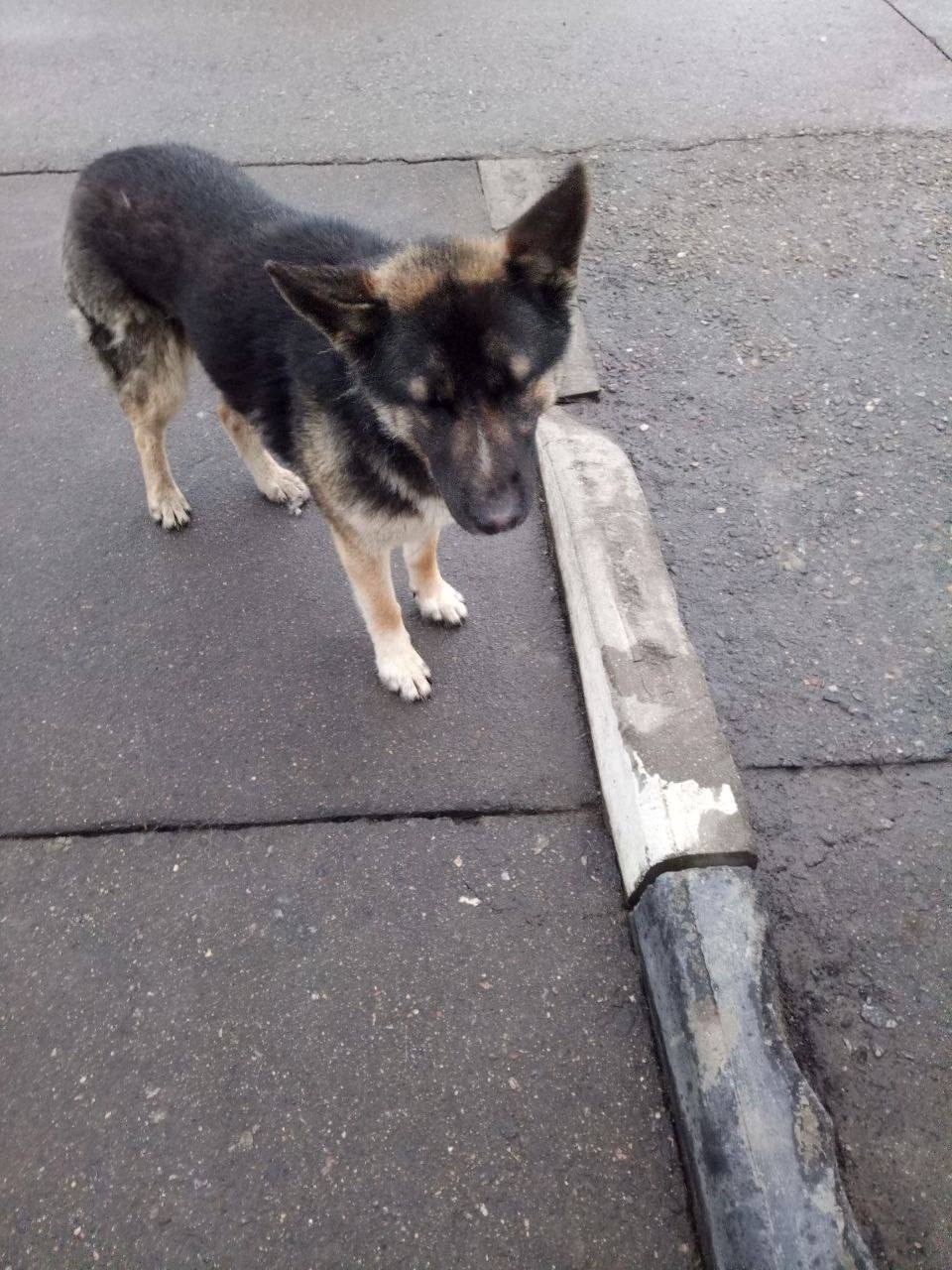 Пропала собака в Электростали — фото объявления