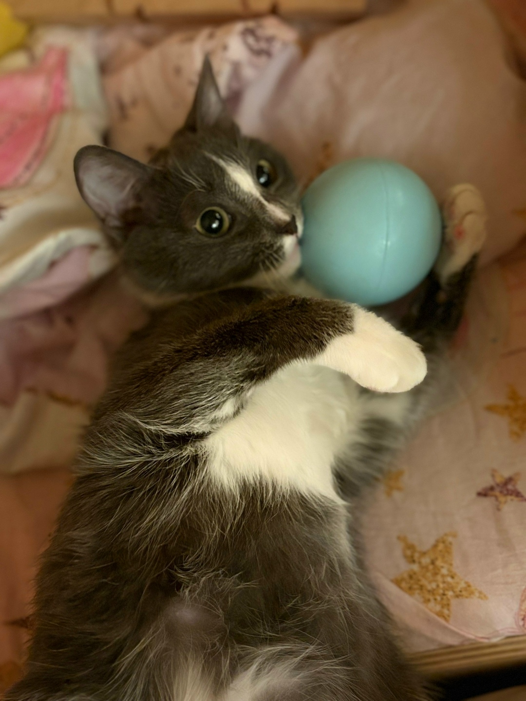 Найдена кошка в Электростали — фото объявления