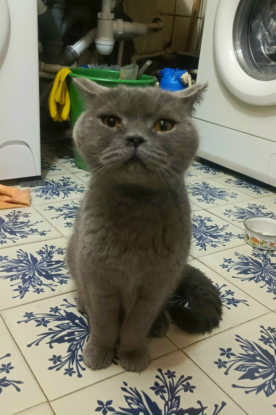 Найдена кошка в Электростали — фото объявления