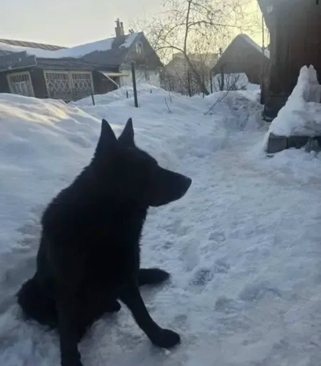 Найдена собака в Электростали — фото объявления