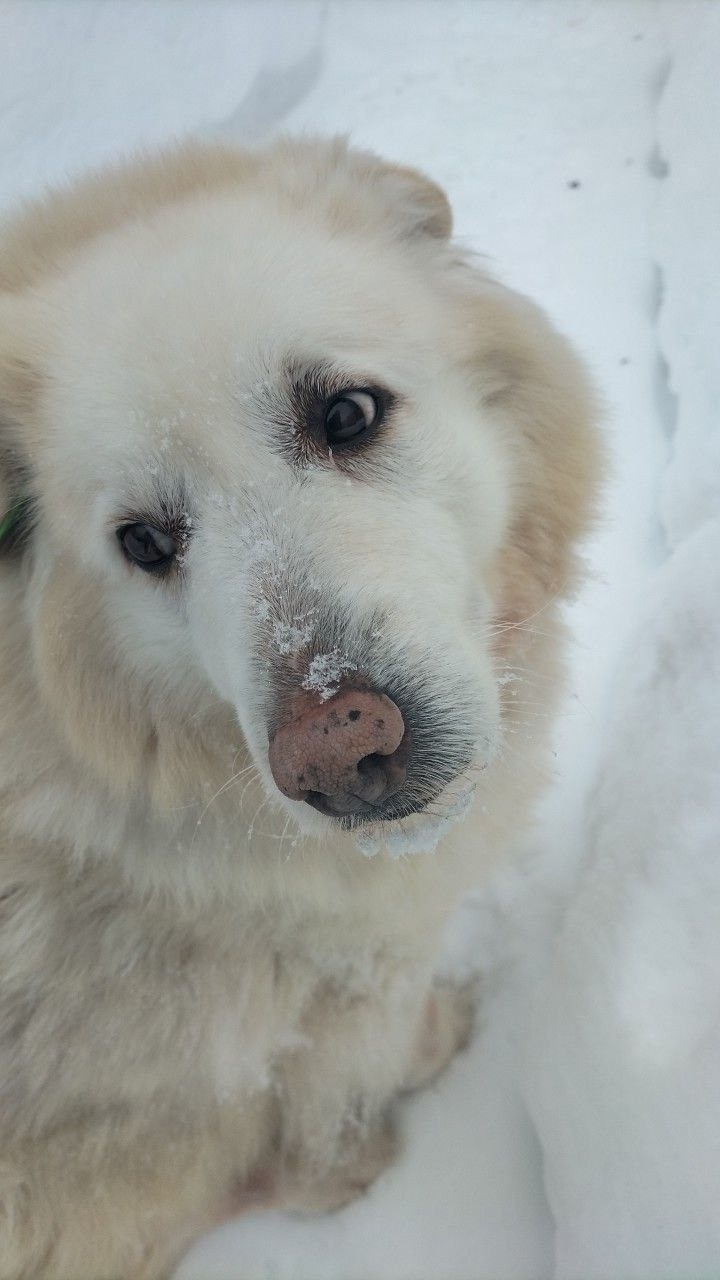 Найдена собака в Электростали — фото объявления