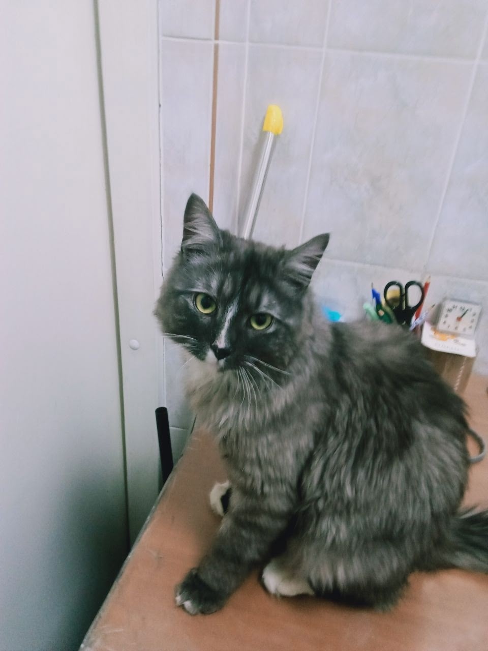 Найдена кошка в Электростали — фото объявления