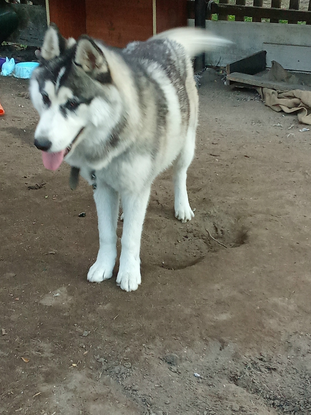 Пропала собака в Электростали — фото объявления