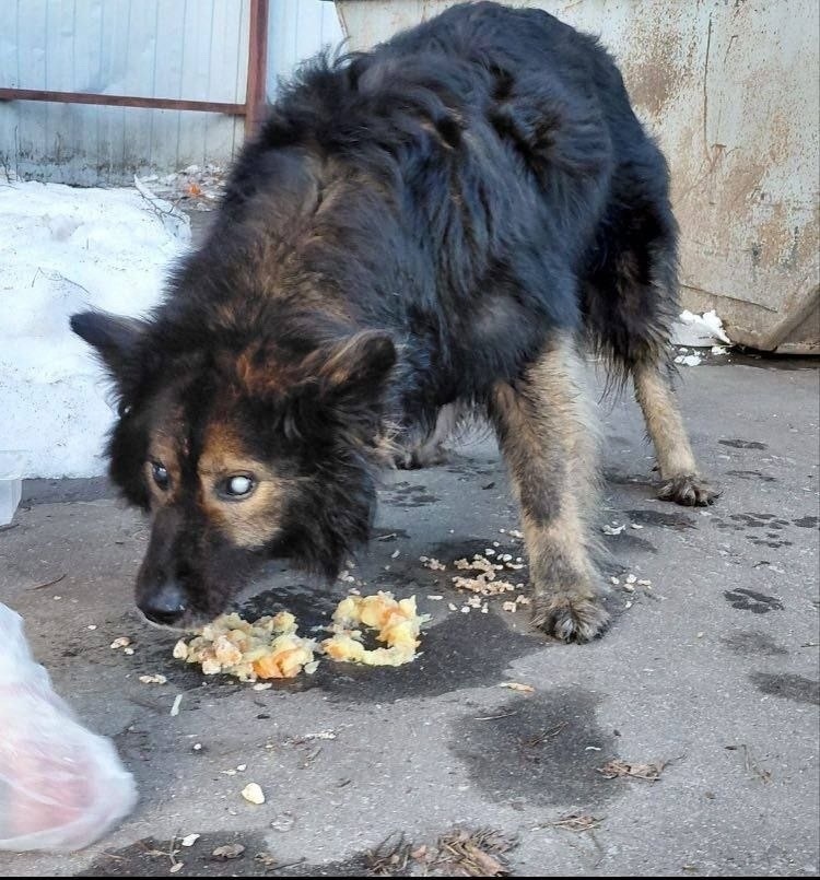 Найдена собака в Электростали — фото объявления