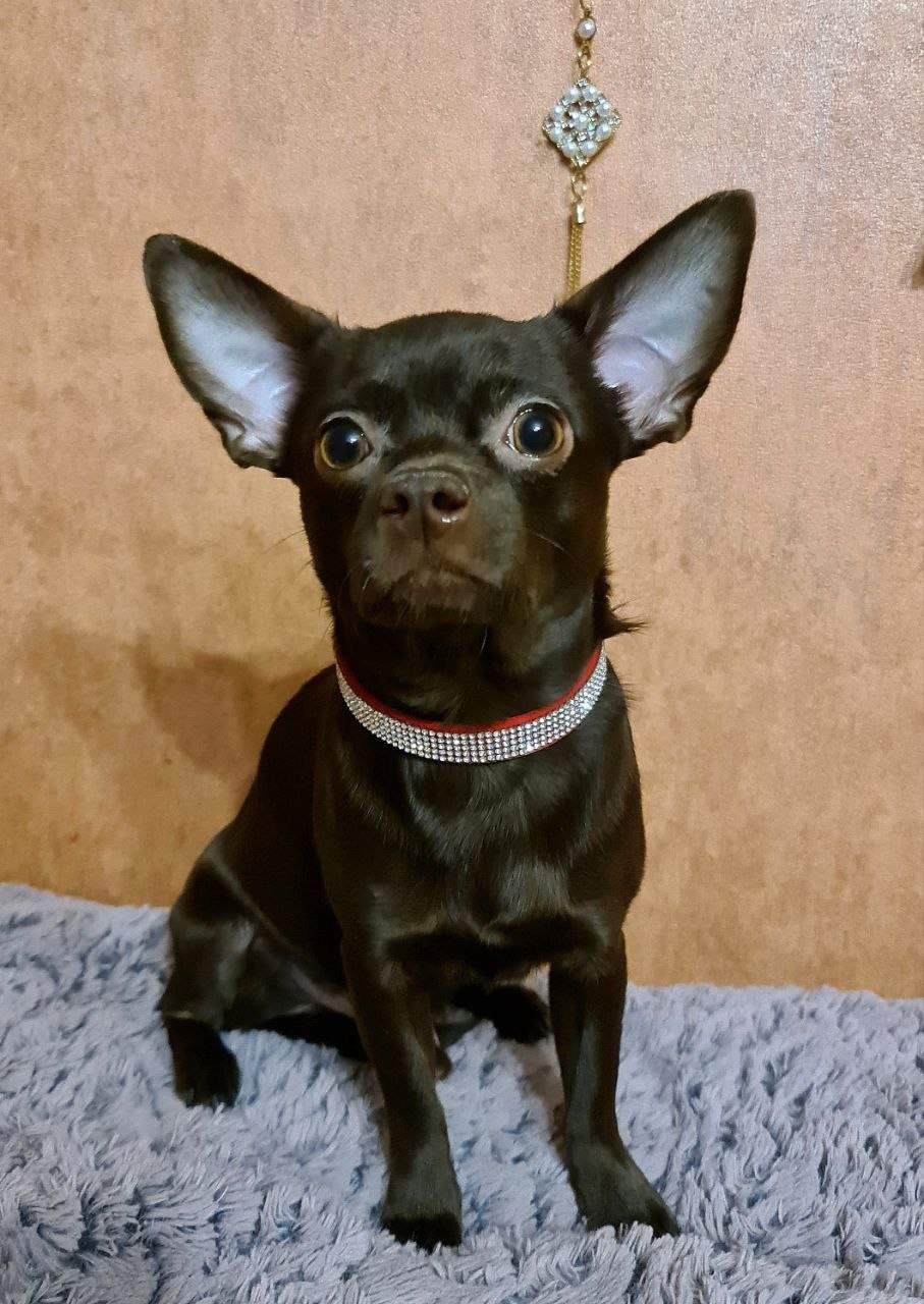 Пропала собака в Электростали — фото объявления