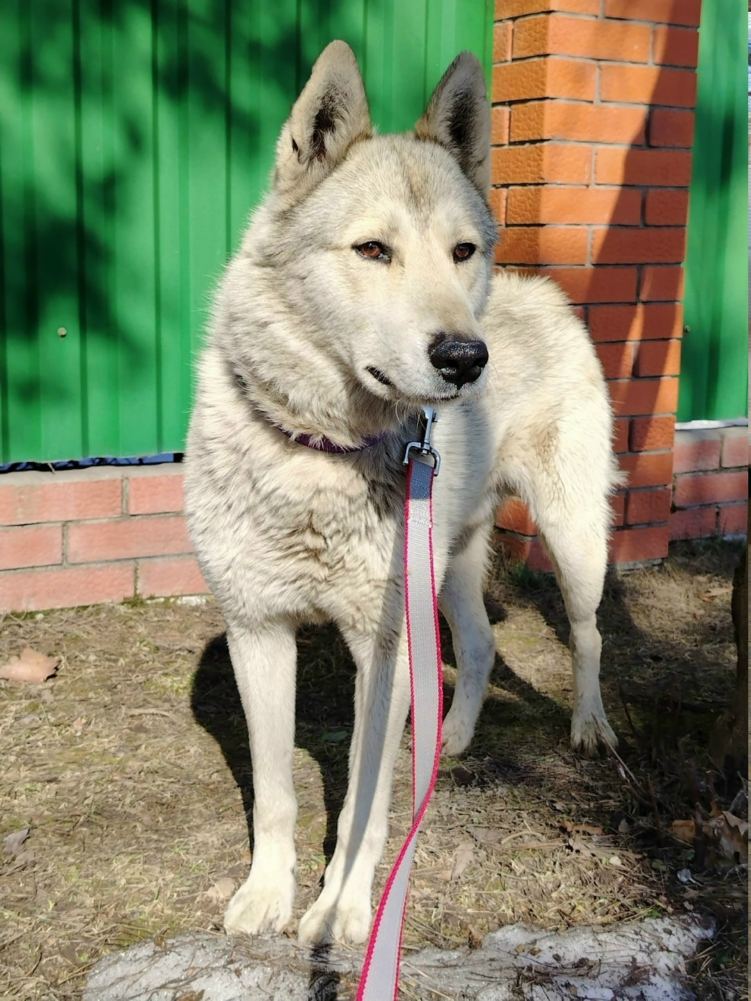 Пропала собака в Электростали — фото объявления