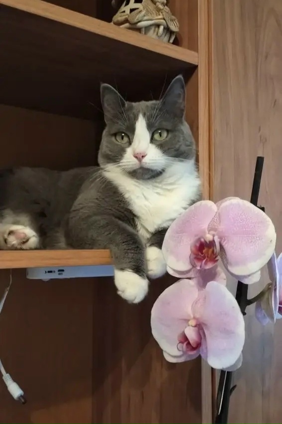 Пропала кошка в Электростали — фото объявления