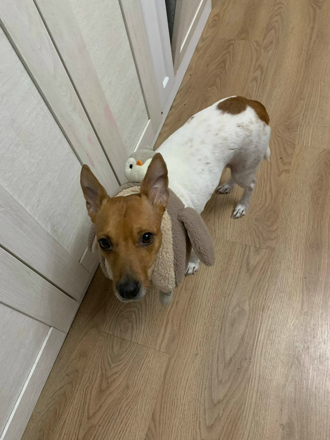 Пропала собака в Электростали — фото объявления