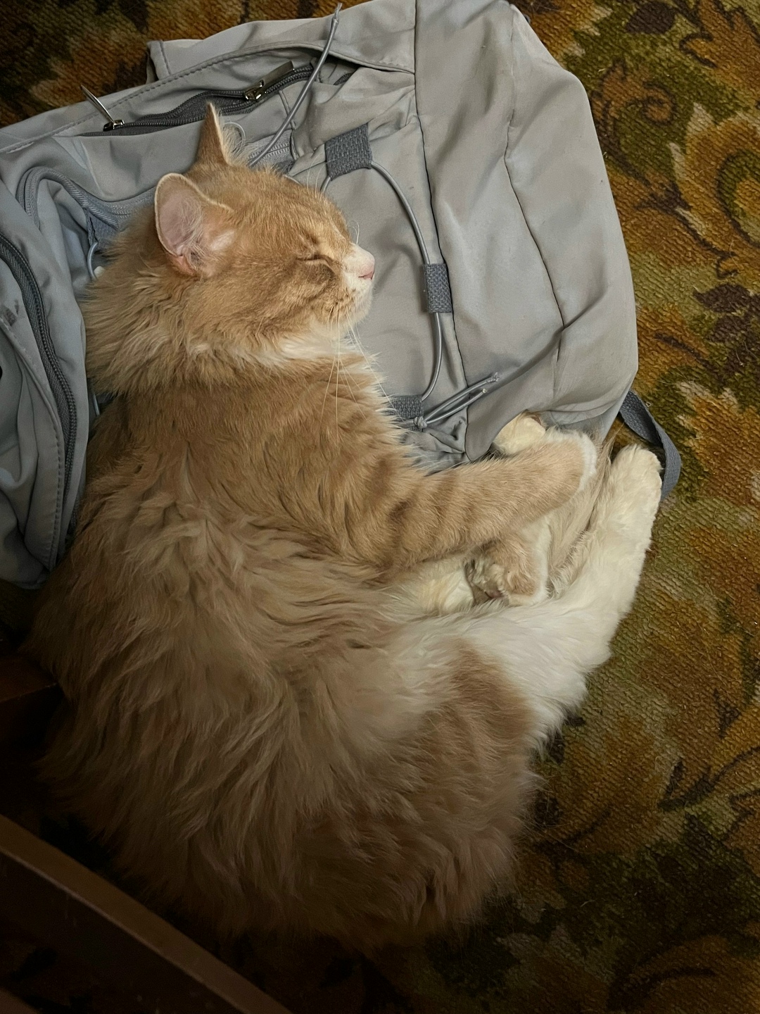 Пропала кошка в Электростали — фото объявления