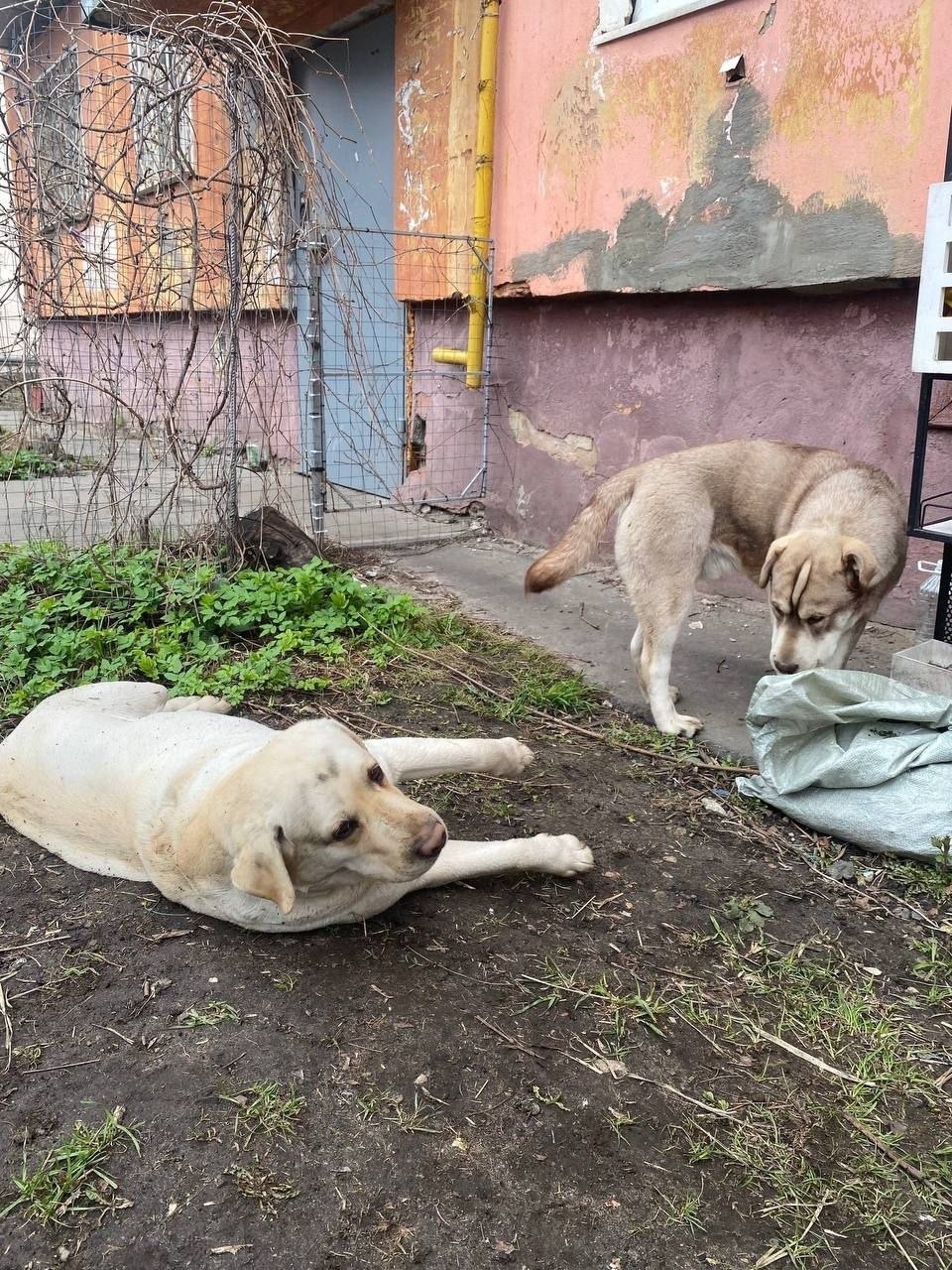 Найдена собака в Электростали — фото объявления