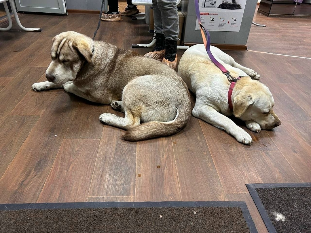 Найдена собака в Электростали — фото объявления