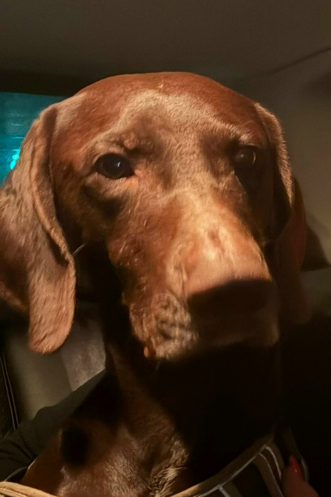 Найдена собака в Электростали — фото объявления