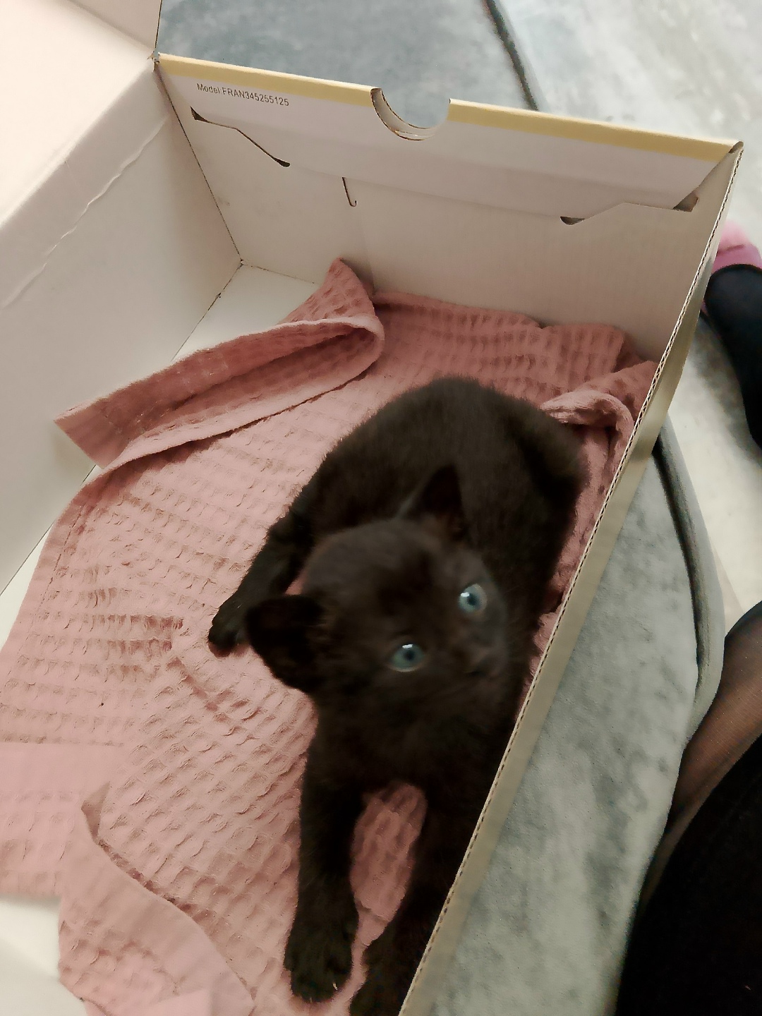 Найдена кошка в Электростали — фото объявления