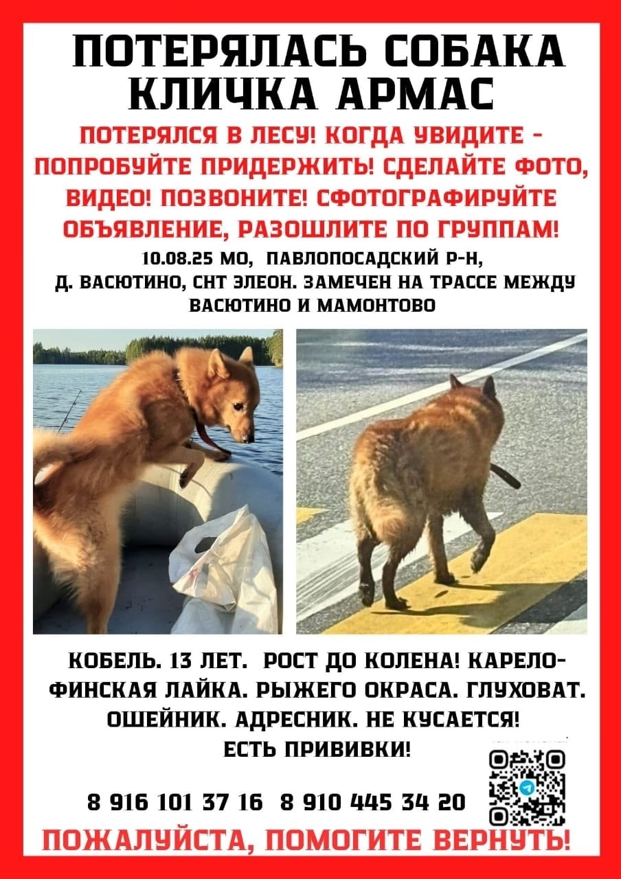 Пропала собака в Электростали — фото объявления