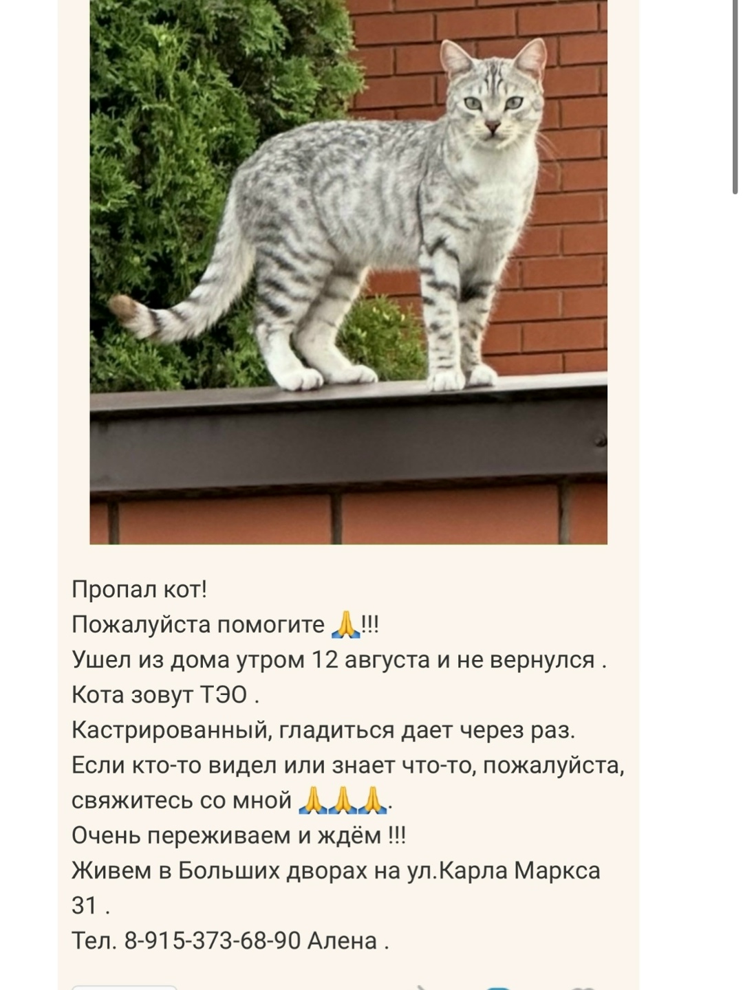 Пропала кошка в Электростали — фото объявления