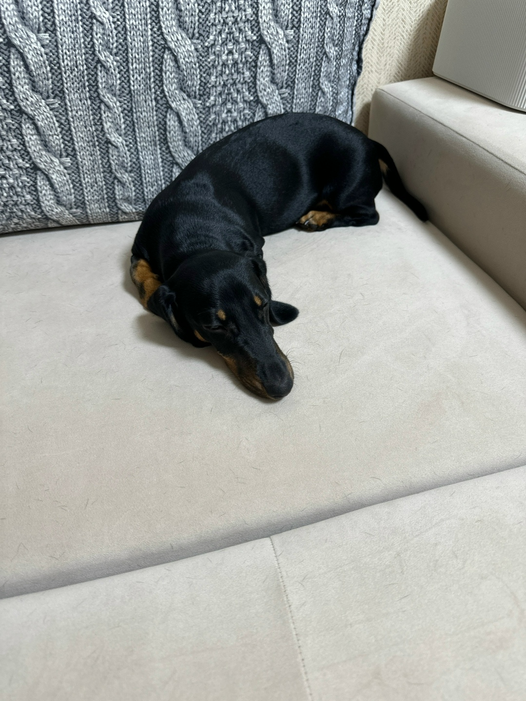 Пропала собака в Электростали — фото объявления