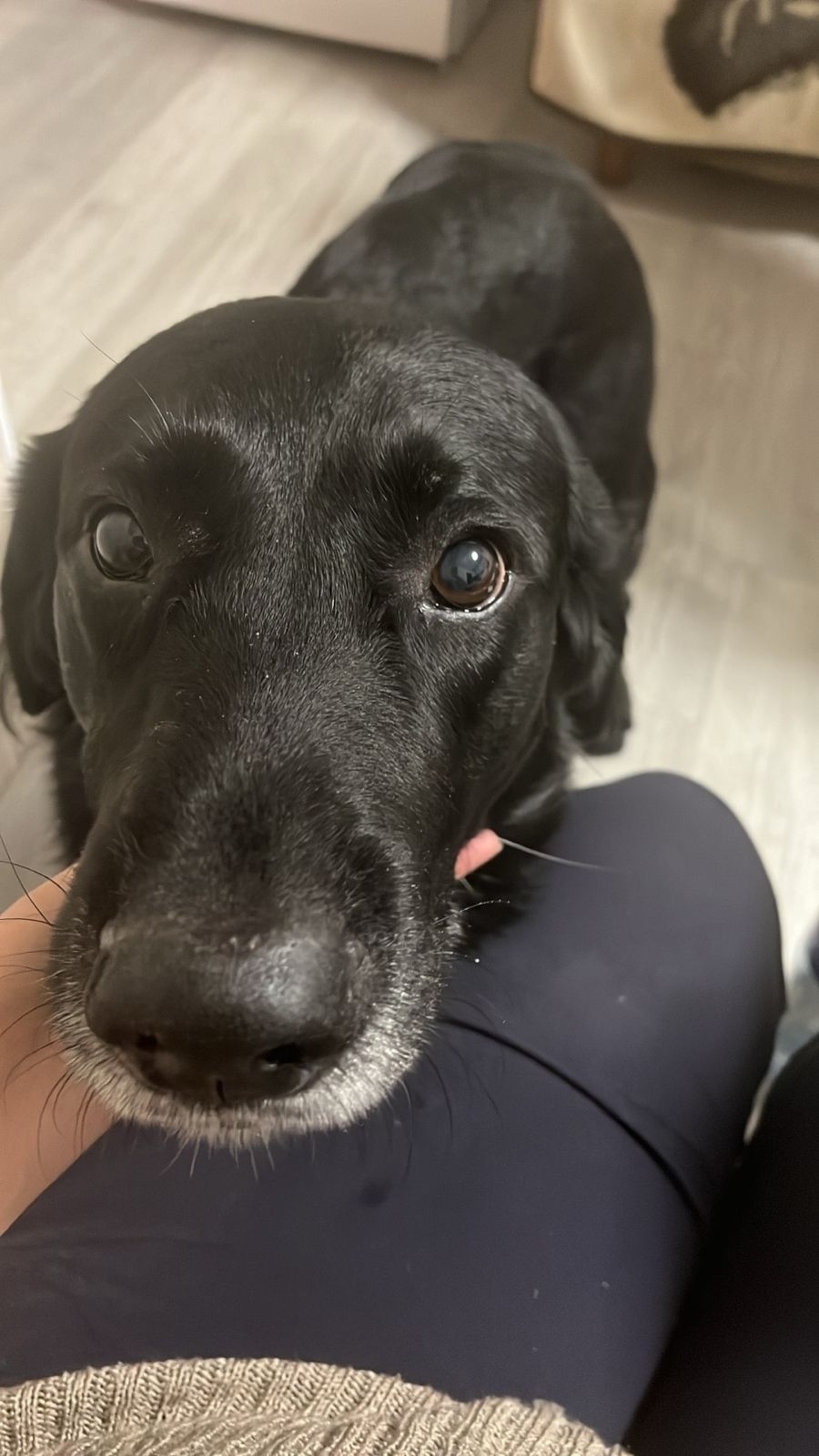 Пропала собака в Электростали — фото объявления