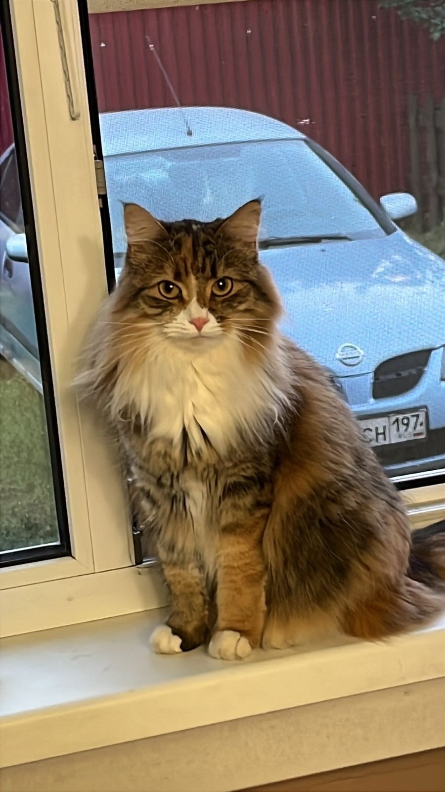 Пропала кошка в Электростали — фото объявления