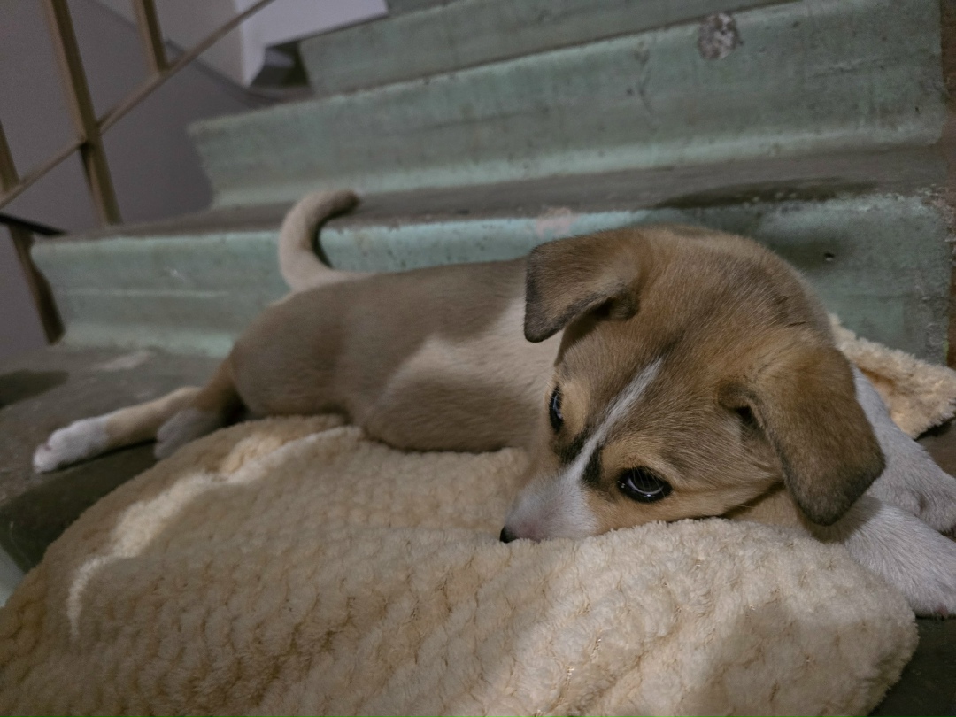 Найдена собака в Электростали — фото объявления