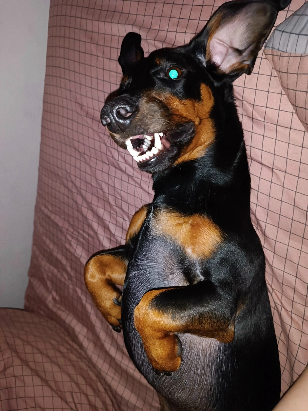 Пропала собака в Электростали — фото объявления