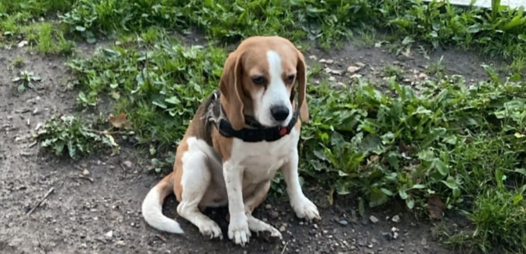 Найдена собака в Электростали — фото объявления