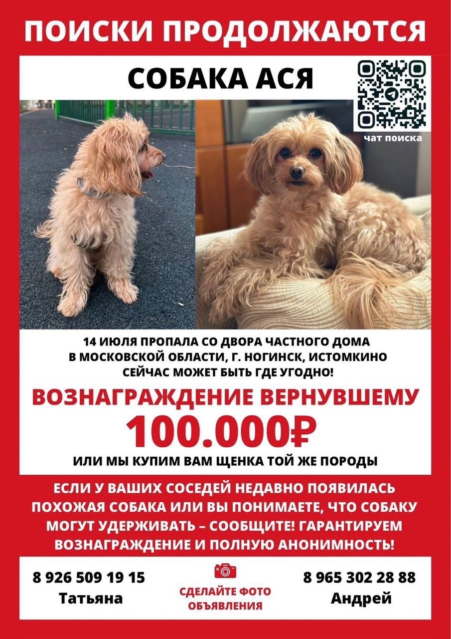 Пропала собака в Электростали — фото объявления