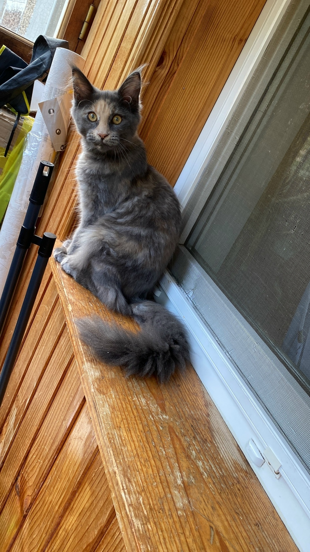 Пропала кошка в Электростали — фото объявления