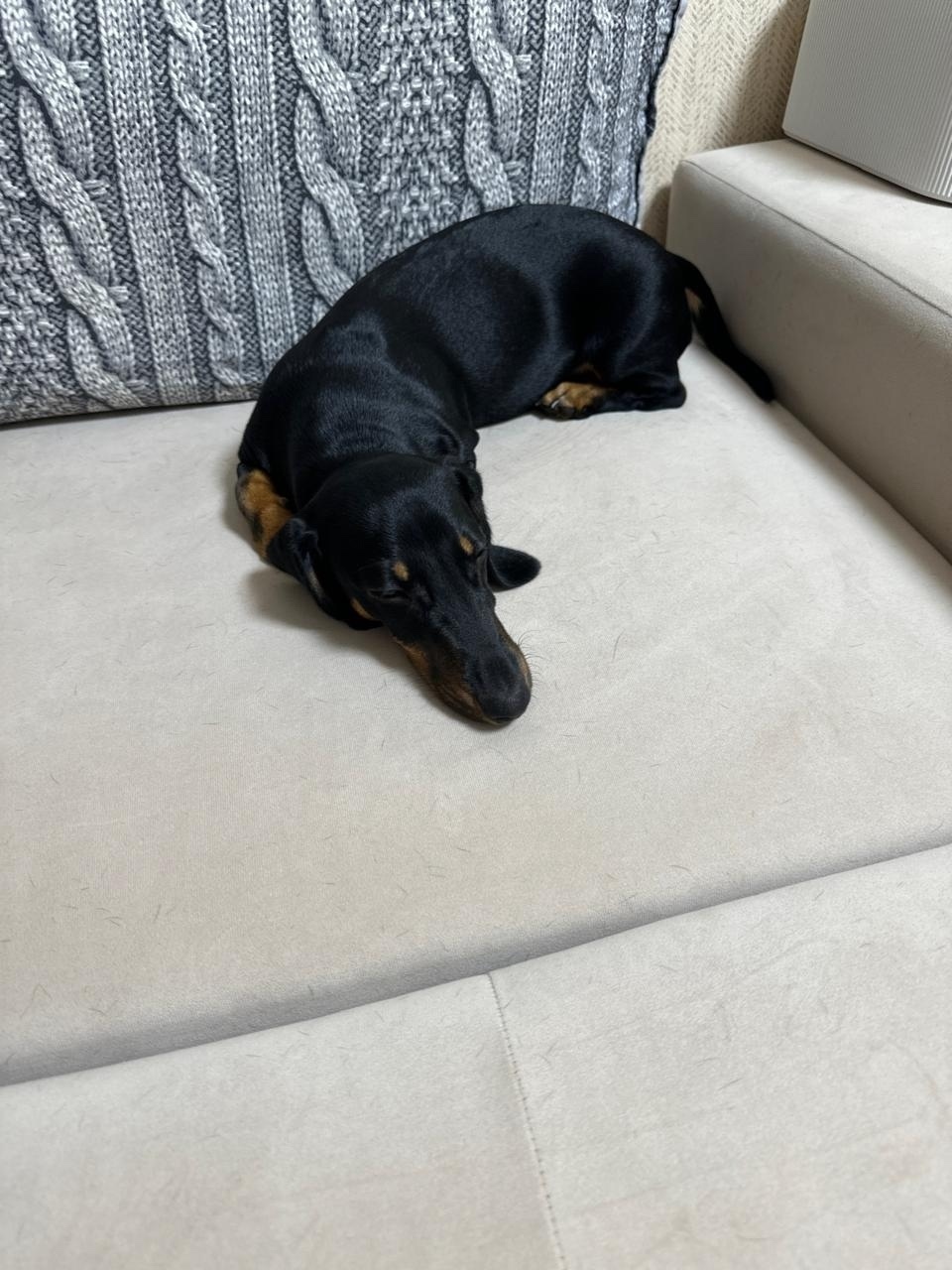 Пропала собака в Электростали — фото объявления