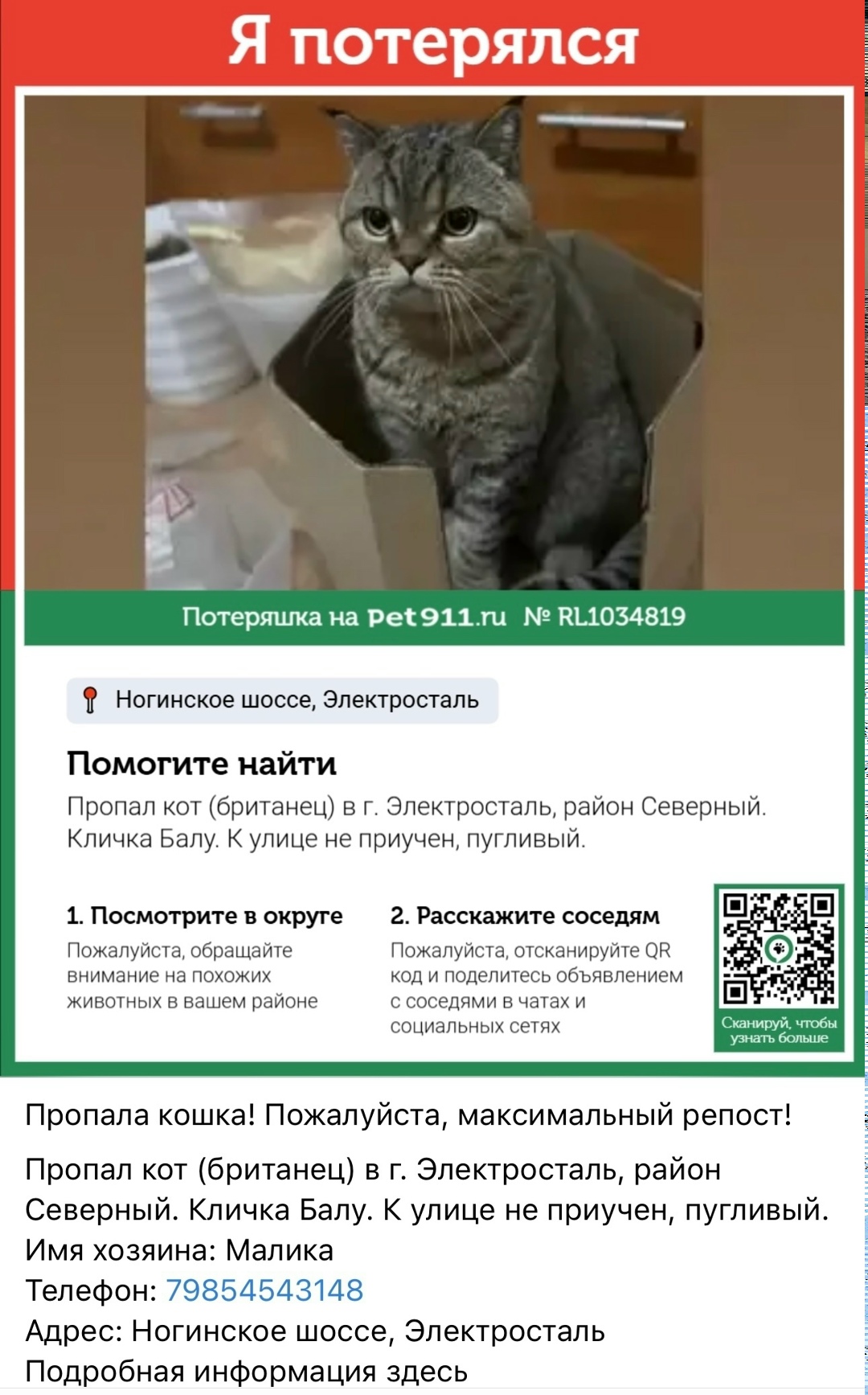 Пропала кошка в Электростали — фото объявления