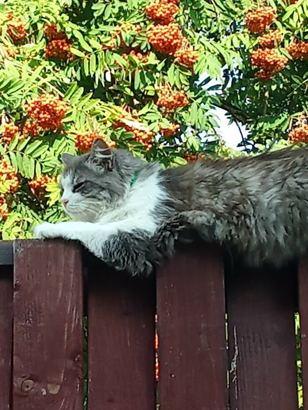 Пропала кошка в Электростали — фото объявления