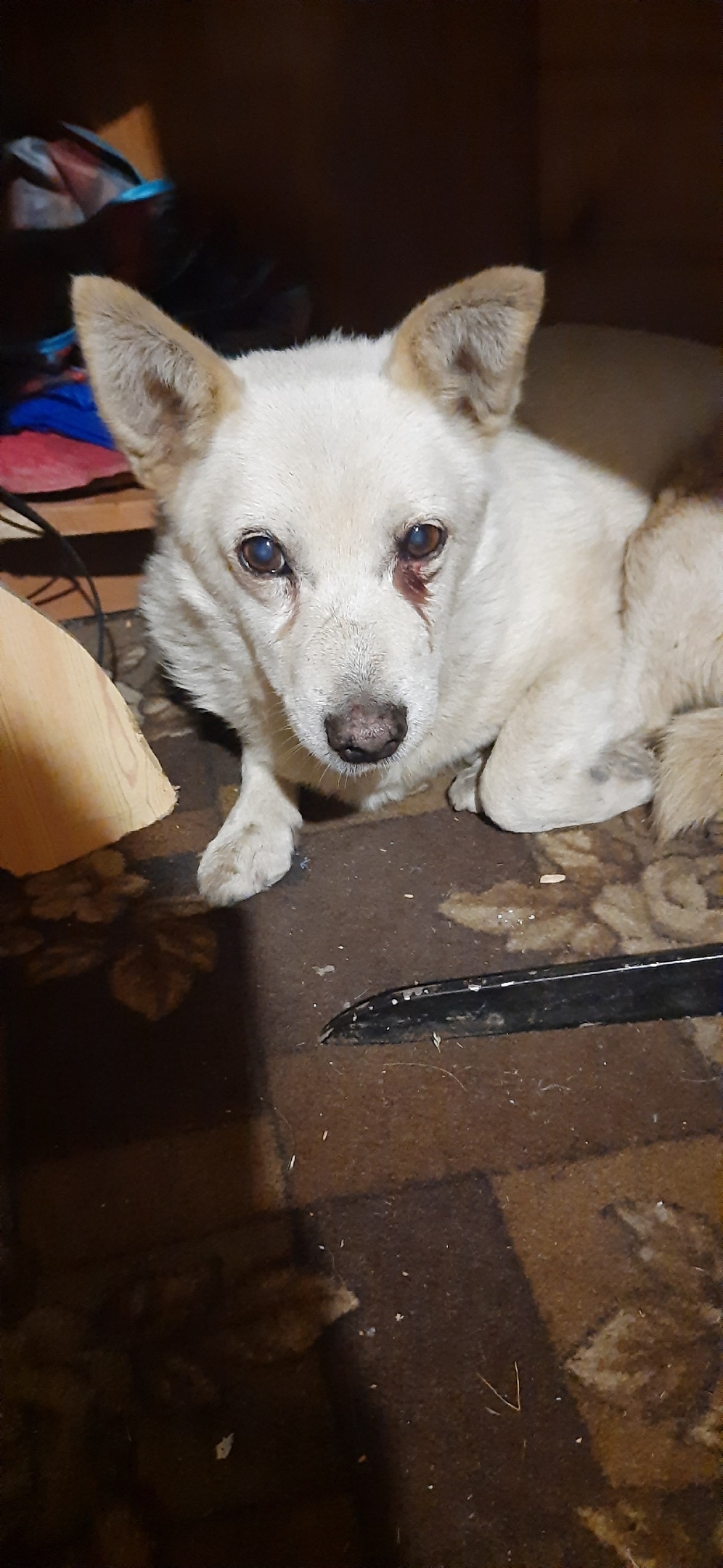 Найдена собака в Электростали — фото объявления