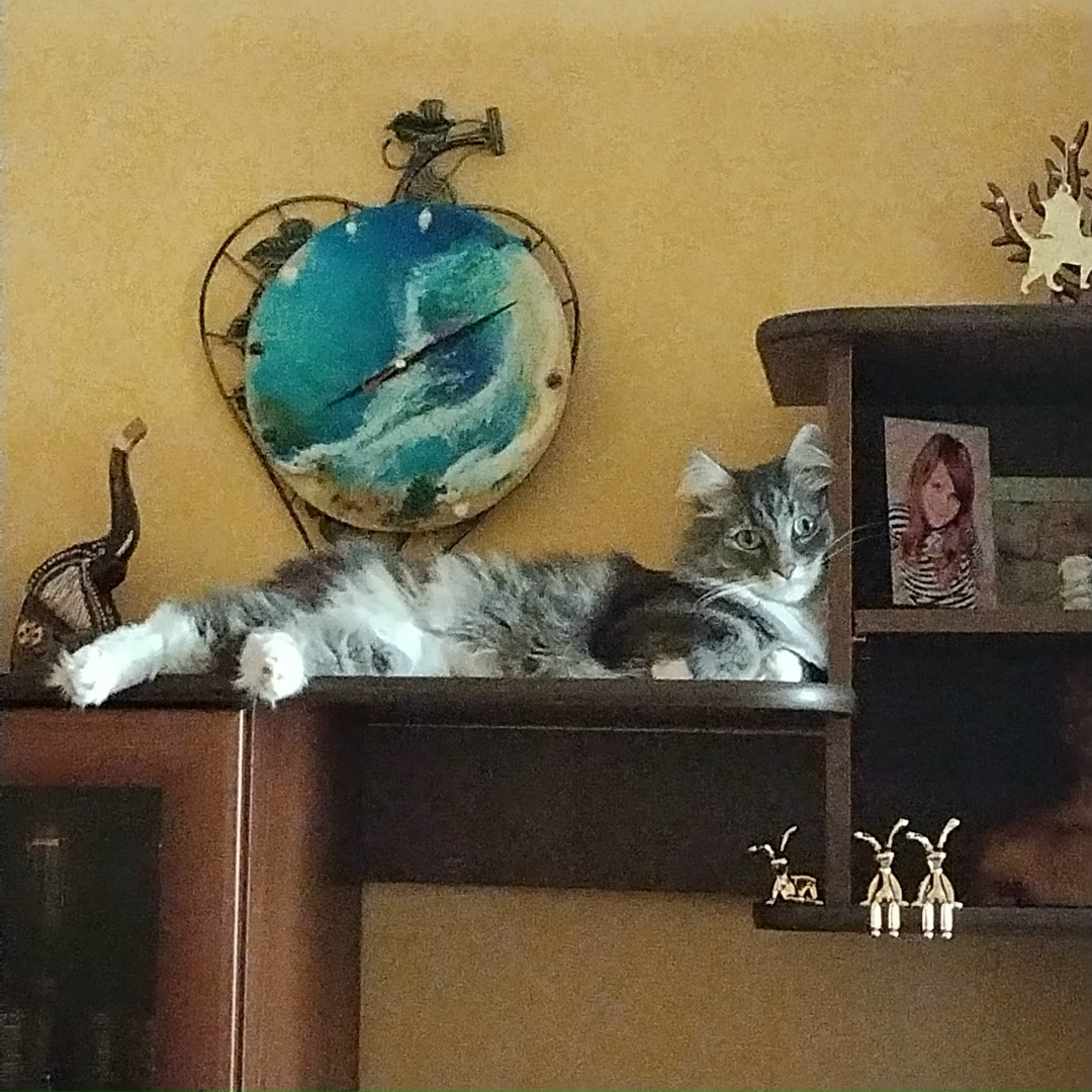 Пропала кошка в Электростали — фото объявления